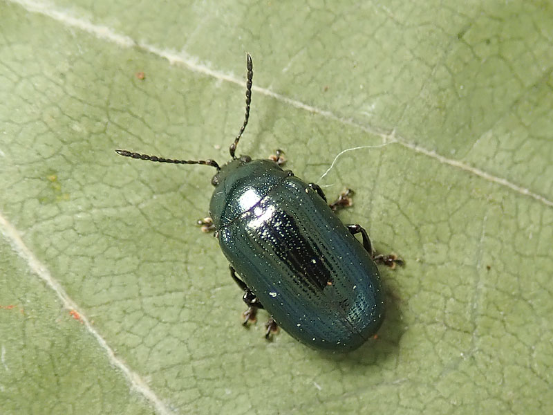 Chrysomelidae: Phratora laticollis (cf.)